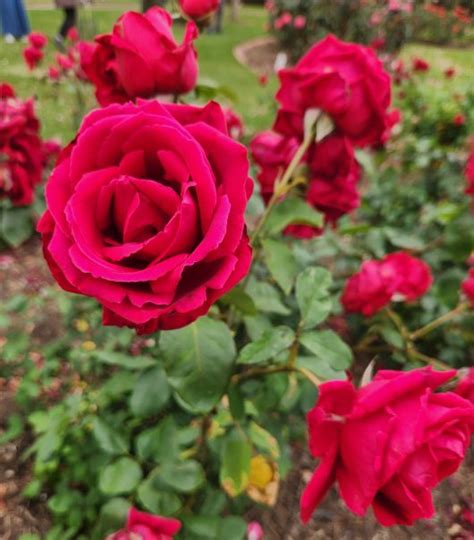 Rose 'Crimson Glory' - Hello Hello Plants