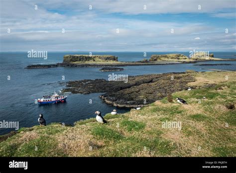 Puffins on the Scottish Island of Lunga, with tourist boat in ...