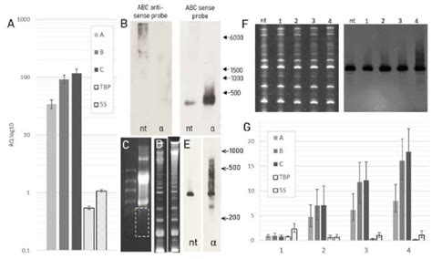 Gene Expression Analysis Of Alpha Amanitin Treated Cells Versus