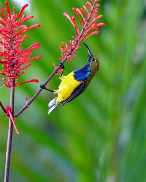 The Top 12 Most Beautiful Exotic African Birds. - Sharing My Fever For ...