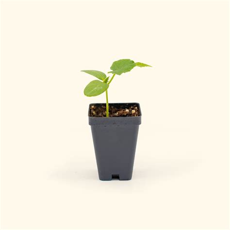 Burpless Cucumber Seedlings | Vego Garden Excellent Seedlings