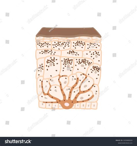 439 Dark Skin Diagram Images, Stock Photos & Vectors | Shutterstock
