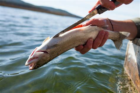 How To Cook Trout Outside Outdoor Life