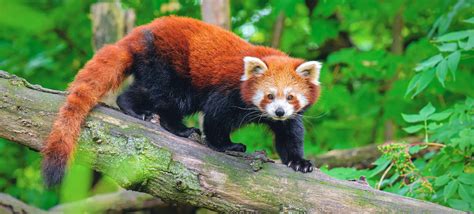 Definitive Guide To Chinese Red Panda Facts, Habitat, Conservation ...