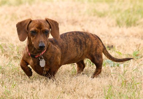 Dachshund Colours And Markings Sausage Dog World