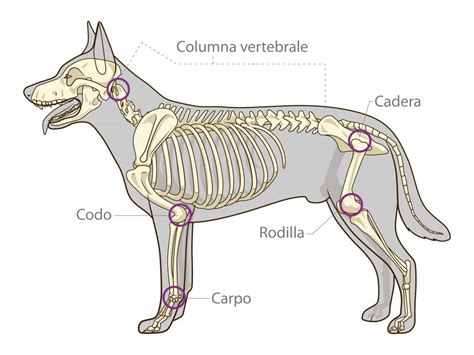 Cómo Se Diagnostica La Artritis Canina