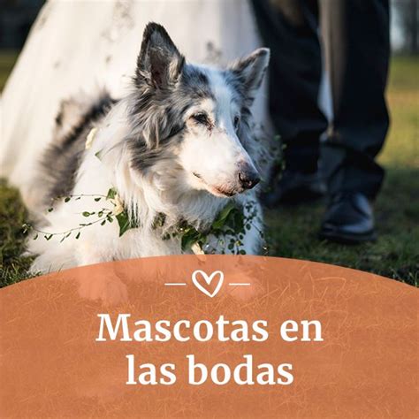 La Boda Vista A Través De Vuestra Mascota 9 Ideas Fantásticas