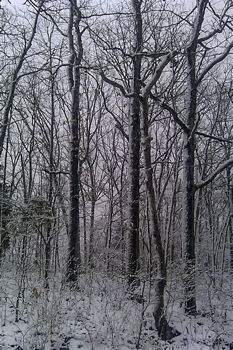 Beautiful Snow Covered Trees Along A Rural Road In Warrenton Missouri