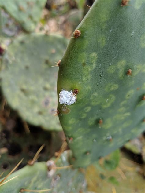 What Is That White Cottony Stuff On My Prickly Pear Cactus” — Phil