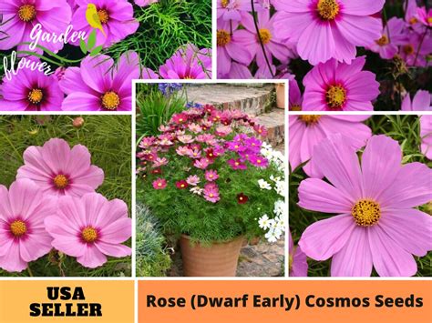 50 Seeds Pink Cosmos Seeds perennial authentic - Etsy