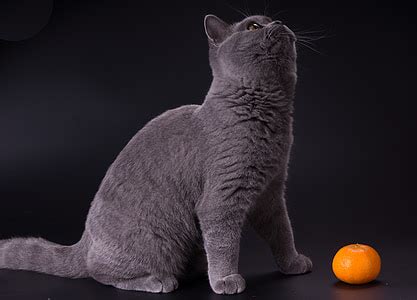 royalty  photo tilt shift lens photography  gray cat pickpik