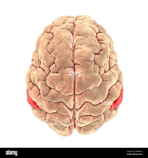 Brain with highlighted supramarginal gyrus, illustration Stock Photo ...