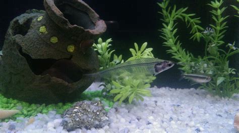 Стеклянный сом,аквариум, #ակվարիում #aquarium | Aquarium, Fish pet, Pets