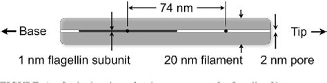 Figure 1 from Single-file diffusion of flagellin in flagellar filaments. | Semantic Scholar