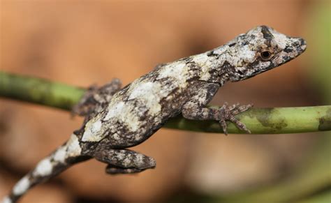 Anole Genome Research – Anole Annals