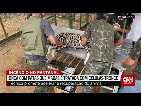 On A Pintada Ferida Em Inc Ndios No Pantanal Tratada C Lulas