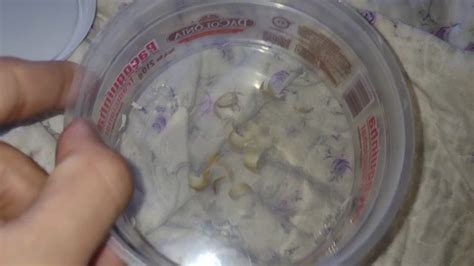 Box Con Uñas Sucias Mantengo FETISH Pornhub Gay