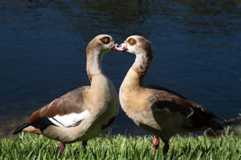 23 Types Of Geese Breeds An Overview With Pictures Optics Mag