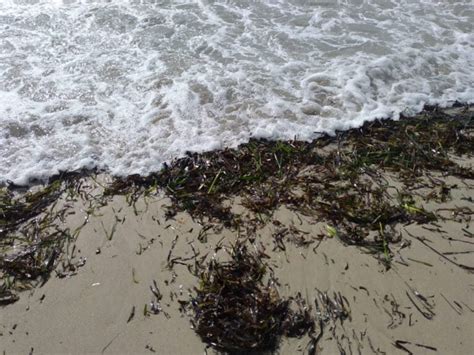 Posidonia Su Una Spiaggia A Calp LaMarinaAlta