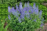 Купить Баптизия в Арзамасе | "Лэндмастер52". Товары и услуги для ...