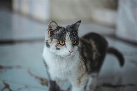 White and Black Long Fur CatFree Stock Photo