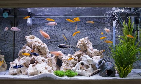 South American Cichlids Tank Setup