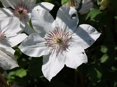 Waldrebe Boulevard ® Ninon Evipo052 Clematis Boulevard ® Ninon