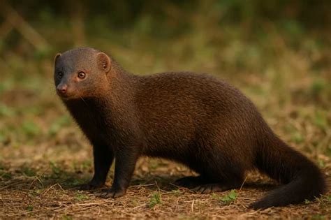 Exploring the Mongoose Mammal Family: Herpestidae