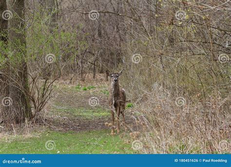 White Tailed Deer On A Narrow Forest Path Stock Photo Image Of White