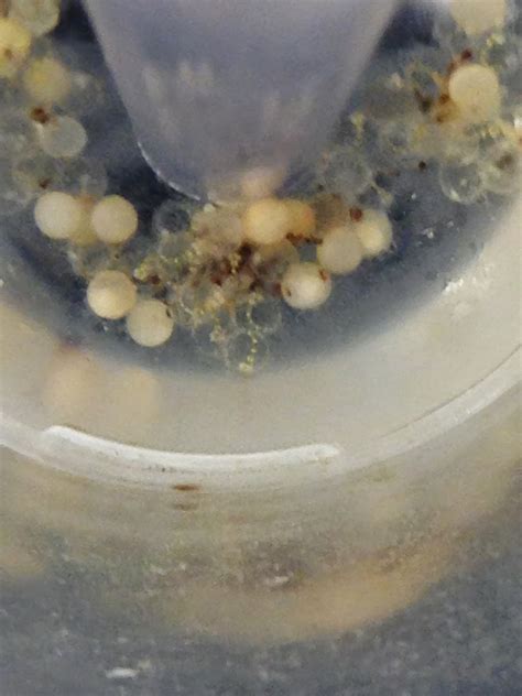 Giant Ocean Tank Divers Blog