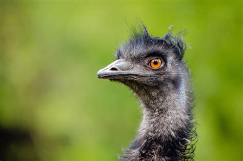 fotos gratis paisaje naturaleza pajaro fauna silvestre pico