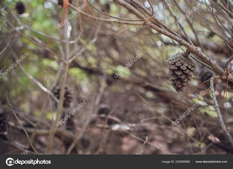 Naked Branches Of A Tree Against Blue Sky Close Up Stock Photo By Vershinin Photo 230385990
