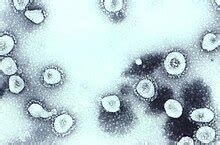 human coronavirus oc wikipedia