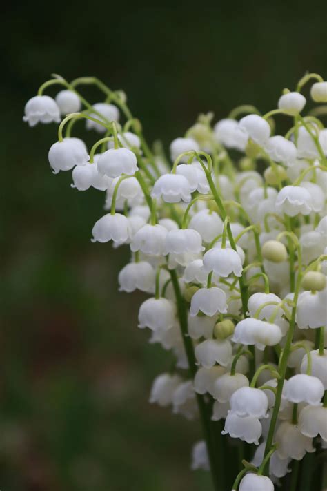 18,231+ Best Free Lily of the valley Stock Photos & Images · 100%