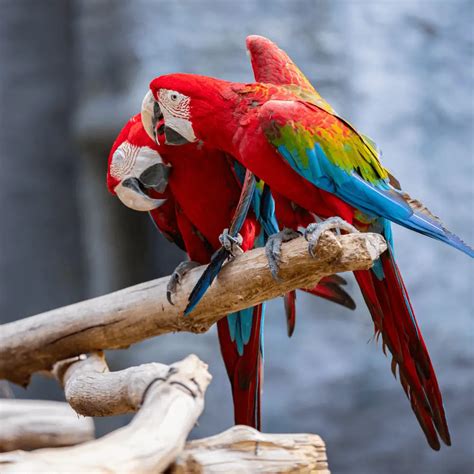 Macaw type - How many macaw species are there