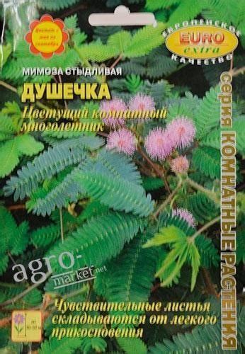 Мимоза стыдливая "Душечка" ТМ "АЭЛИТА" 0.05г купить почтой в Одессе ...