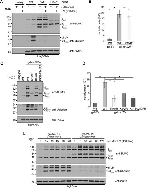 Rad27 Overexpression Inhibits Pcna Ubiquitination A Strains With Download Scientific Diagram