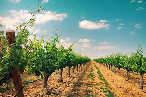 warm climate  cool climate wines