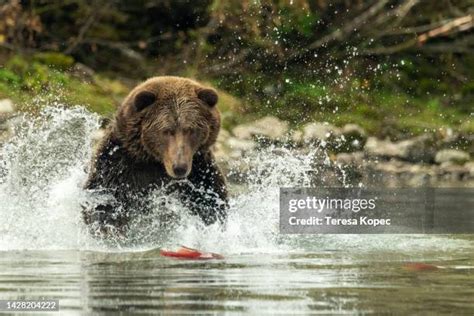 155 Kodiak Fishing Stock Photos, High-Res Pictures, and Images - Getty ...