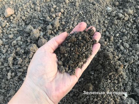 Применяю "дедовский" способ борьбы с проволочником - 2 горстки в ...