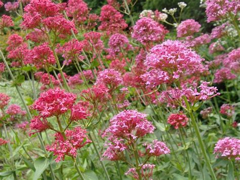 Ostrogowiec Czerwony Centranthus Rubrum RegioDom Pl