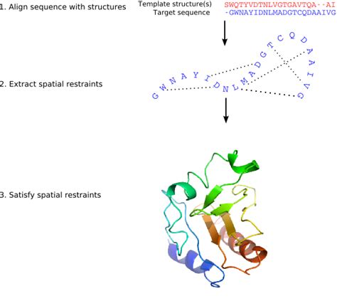 Method For Comparative Protein Structure Modeling By Modeller