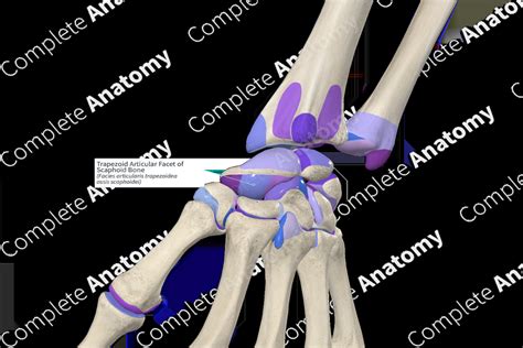 Trapezoid Articular Facet Of Scaphoid Bone Complete Anatomy