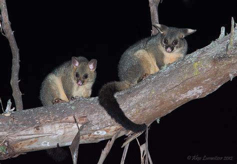 The Habitat Advocate » Blog Archive » Brushtail Possum a NZ backyard