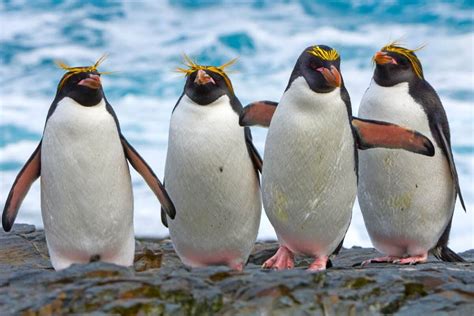 call  group  penguins complete guide