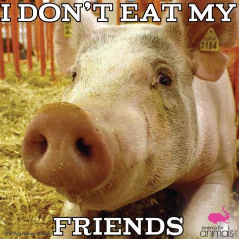 All Sheep Are Gay Pigs Will Eat Just About Anything Including Dead