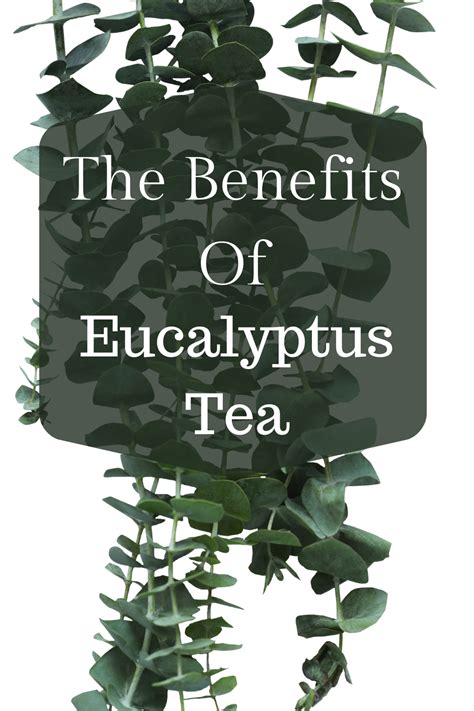 The Benefits Of Eucalyptus Tea In 2020 Eucalyptus Tea Black Tea Benefits Tea Benefits