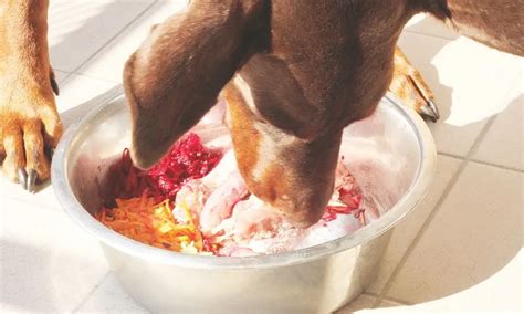 meats dogs  eat   dangerous meats  dogs