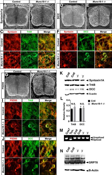 Protein mistrafficking in Munc18-1 / mice. Syntaxin1a is expressed ... 