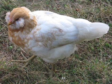 Easter Egger Trio 13 14 Weeks Old 2 Pullets 1 Cockerel Pickup Only